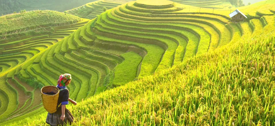  Rice fields in Vietnam 