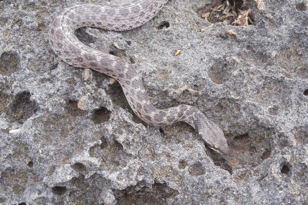 snake