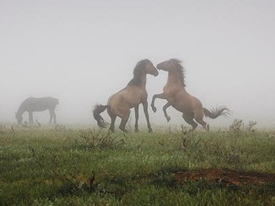 Rescued horses