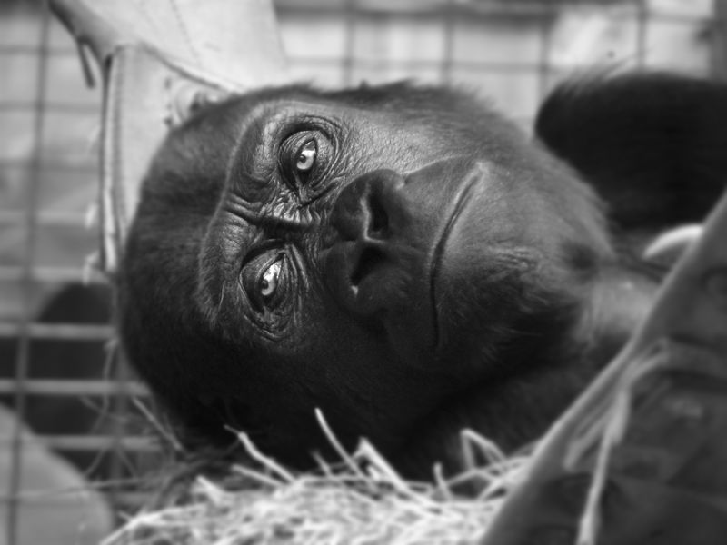 Sad & Lonely Gorilla Smithsonian Photo Contest Smithsonian Magazine