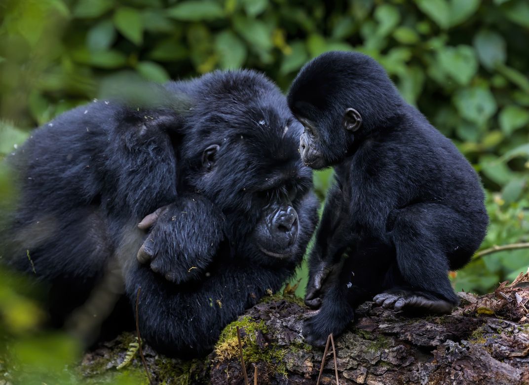 14 - What parent can’t relate to this photo? A young gorilla has seemingly depleted all the energy from its adult guardian.
