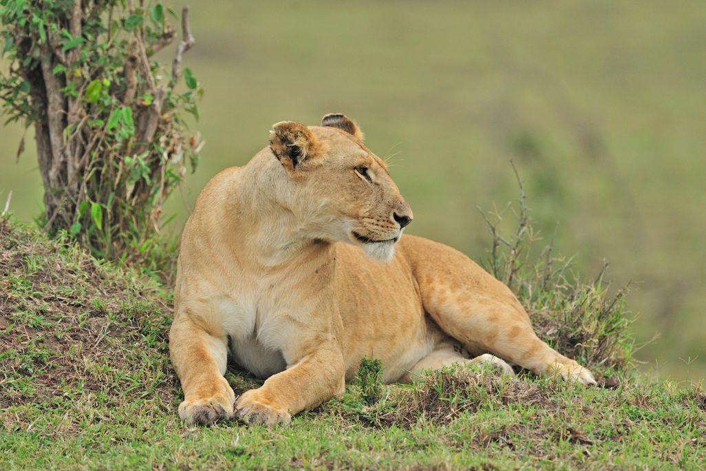 Lioness Marsh Pride