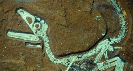 The skeleton of Sciurumimus, seen under UV light. You can see traces of protofeathers alon the dinosaur’s tail.