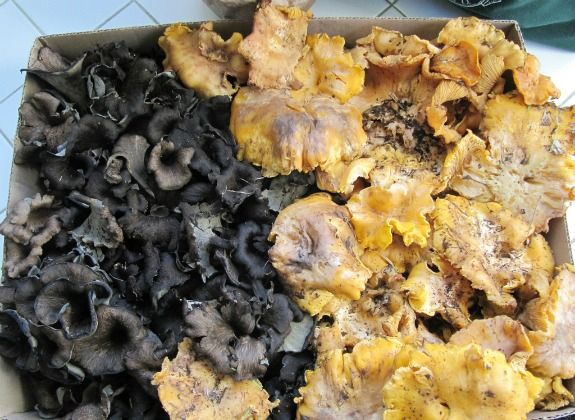 Black trumpets and golden chanterelles