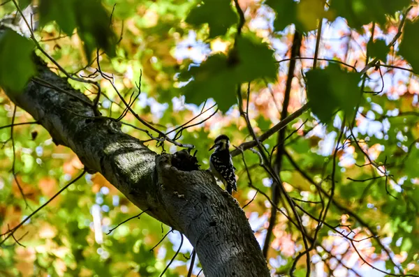 Woody Woodpecker Is That You? thumbnail