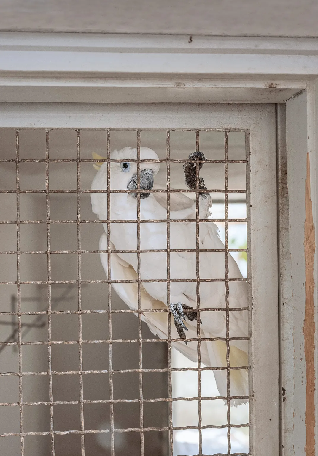 Tito’s 62-year-old parrot Koki