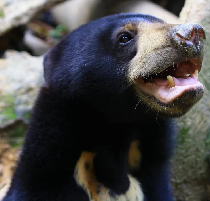 Sun Bears Mimic Each Other’s Facial Expressions to Communicate