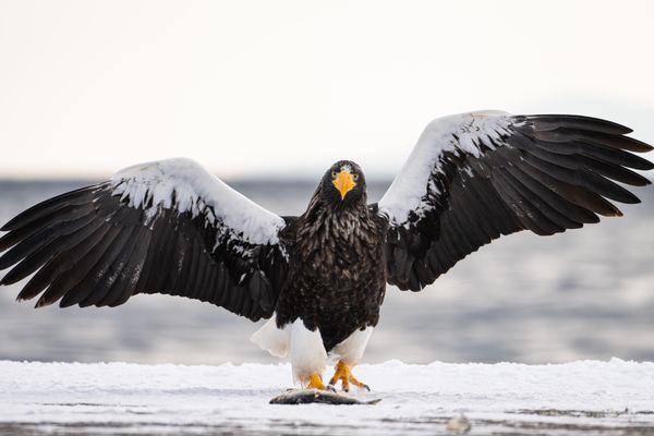 Steller's sea eagle and meal thumbnail