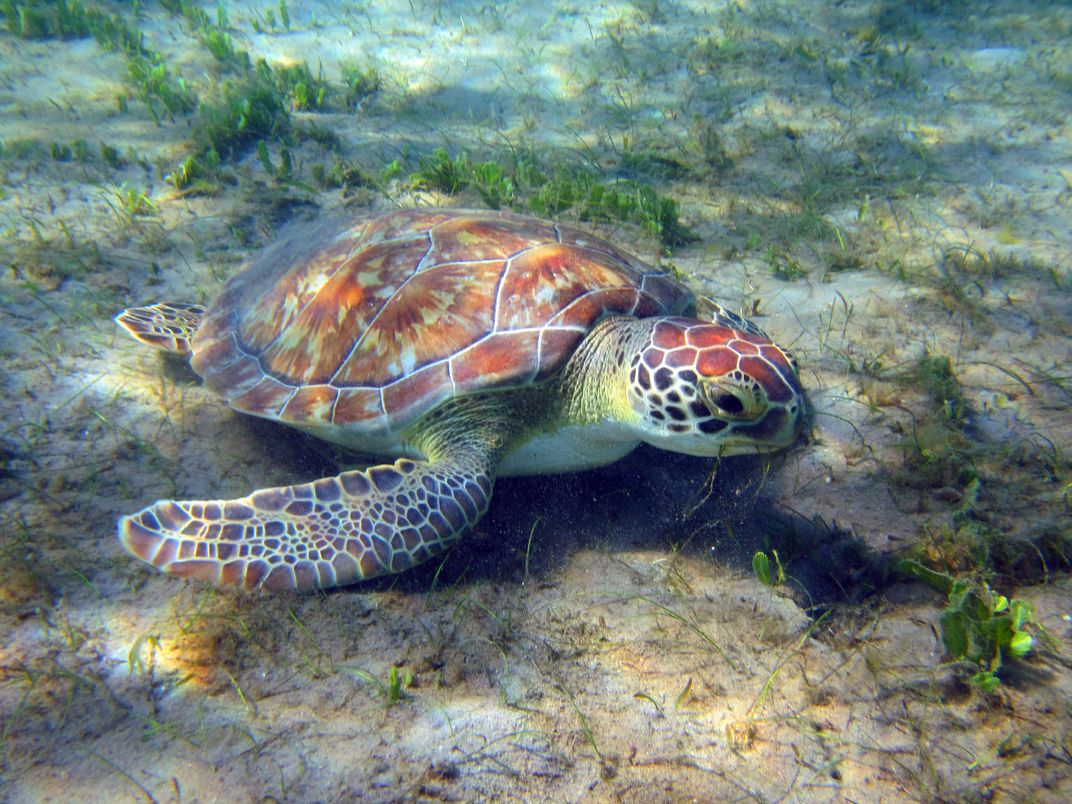 A juvenile green sea turtle eating seagrass | Smithsonian Photo Contest ...