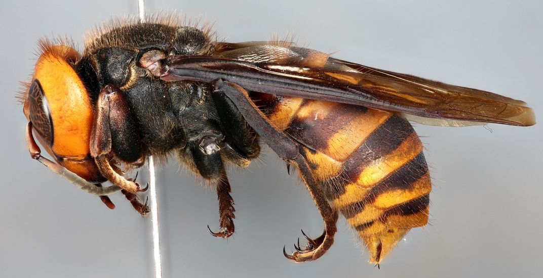 A hornet specimen on a gray background.