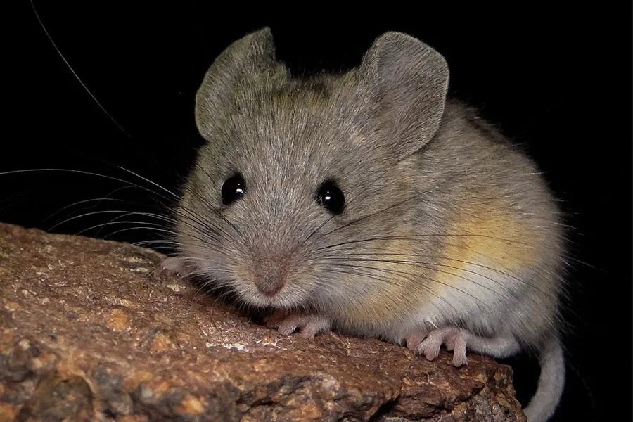 A small cute mouse against a black background