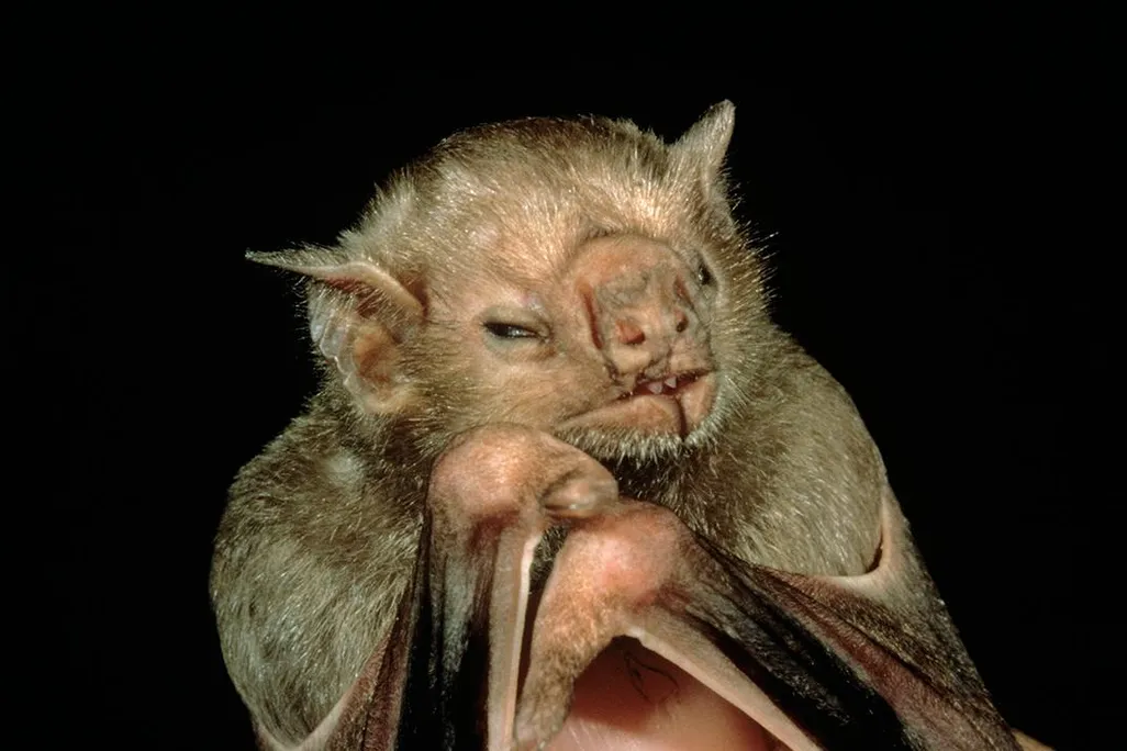 Vampire Bat