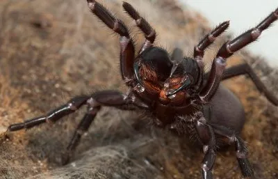 A deadly Australian funnel-web spider bares its fangs.