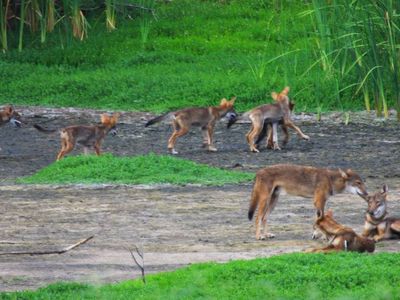 The Galveston pack carries red wolf DNA previously thought to be lost forever