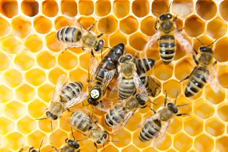 Honey gathered from urban beehives offers a surprisingly accurate measure of surrounding communities’ air quality