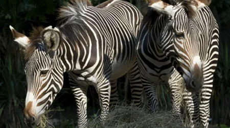 Come to the National Zoo this Saturday for Grevy’s Zebra Day, an interactive, family event.