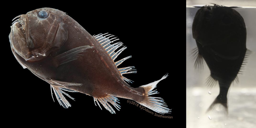 A brown fish on a black background next to a dark fish in water.