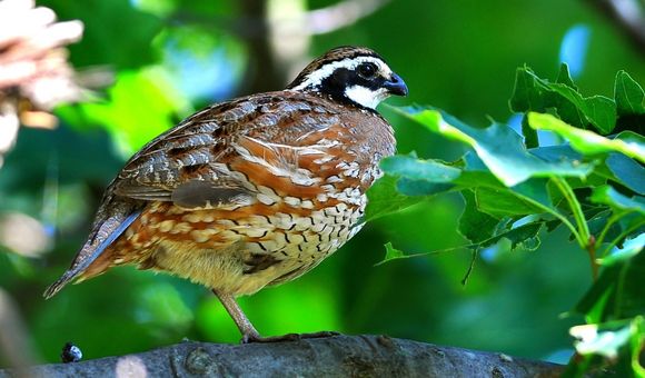 Forty years ago, the distinctive call of the bobwhite quail could be heard throughout Virginia’s grasslands. Today, their calls are fading.