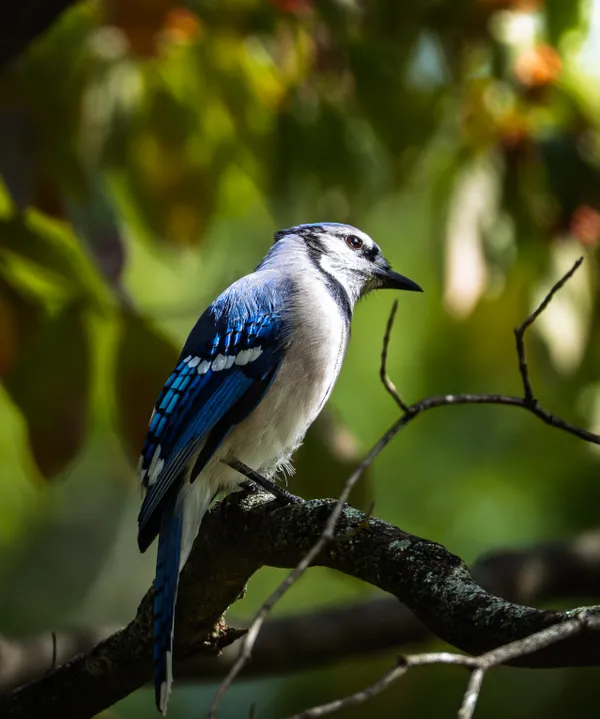 Blue Jay found on a Hike thumbnail
