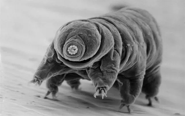 a tardigrade through a microscope in black and white