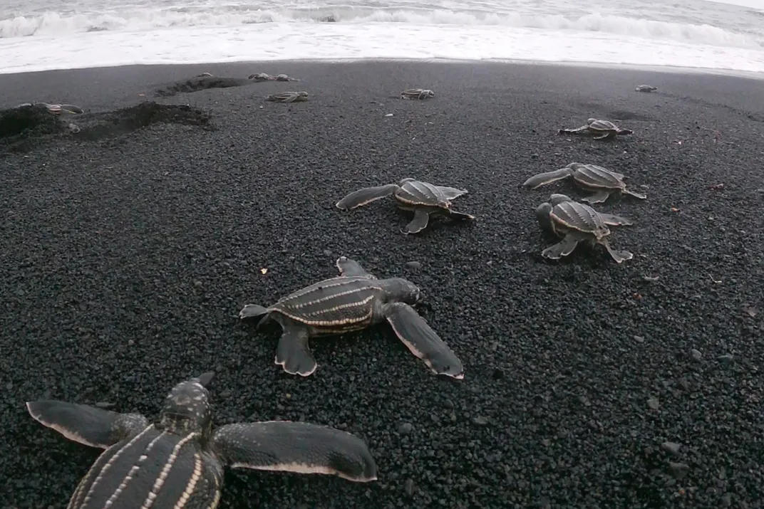 Leatherback Sea Turtles