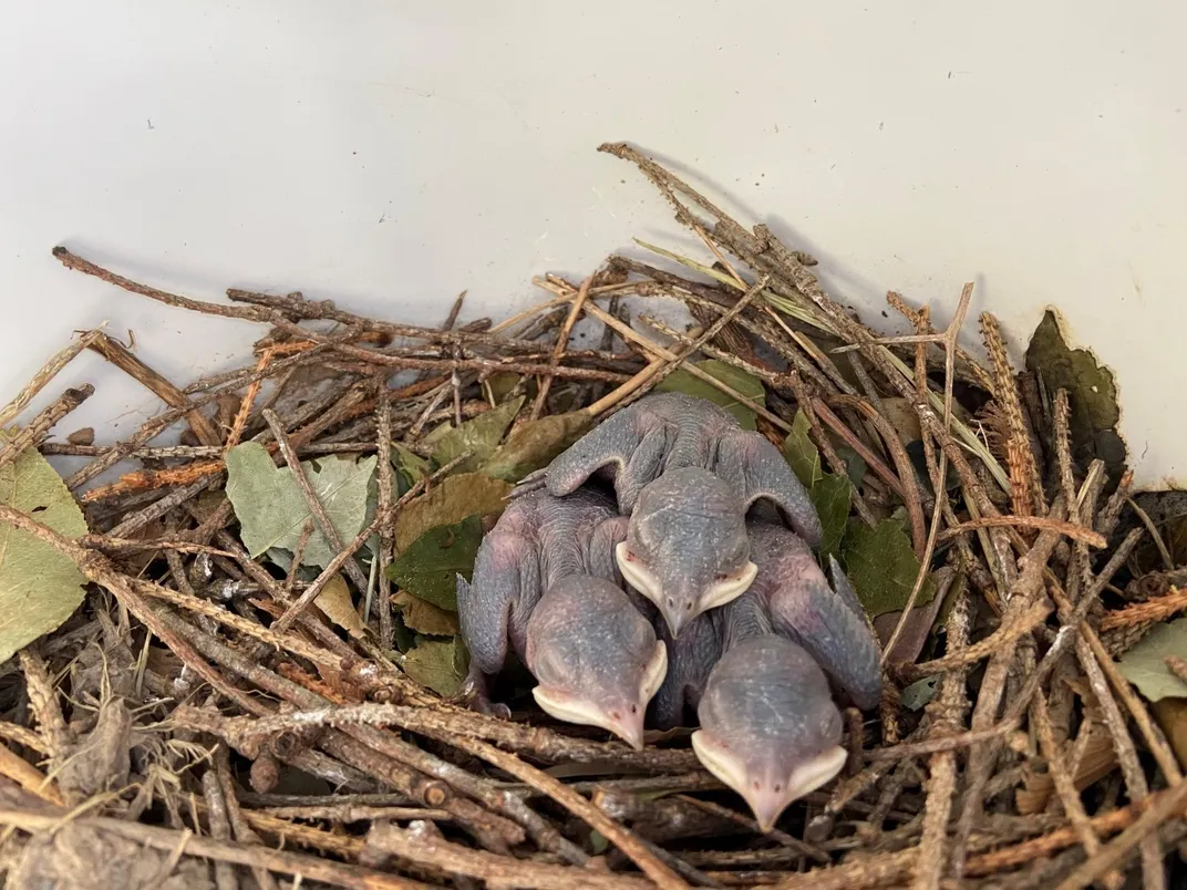 Three 7-day-old purple martin chicks rest together inside a nest made of twigs and leaves