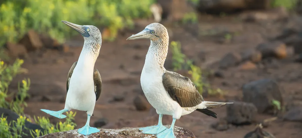  Pair of Blue-footed Boobies 