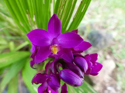 Spathoglottis petri, one of Palau's native orchids. (Photo: Benjamin Crain/SERC)
