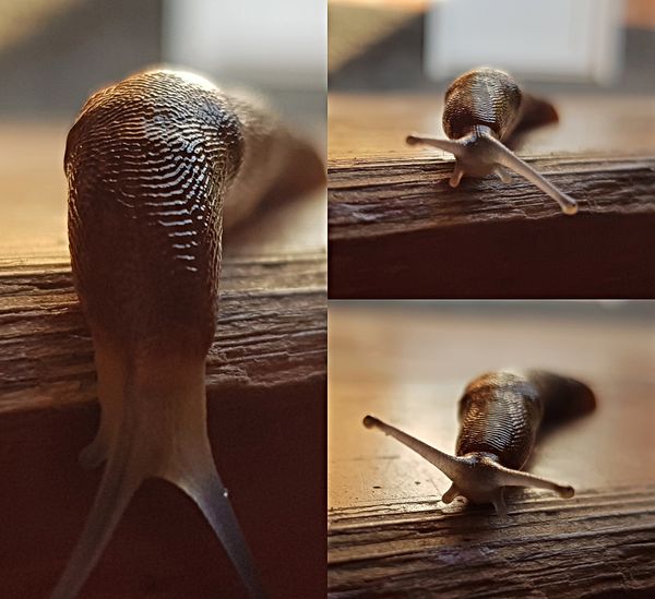 Morning slug (collage) thumbnail