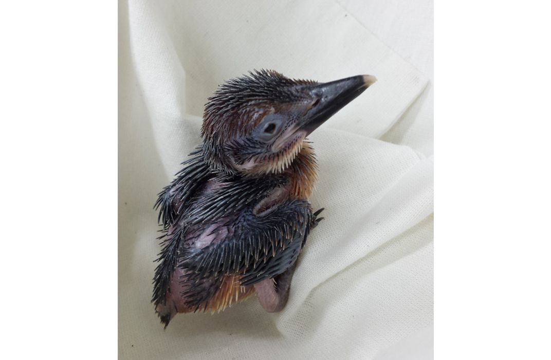 Micronesian Kingfisher Chick