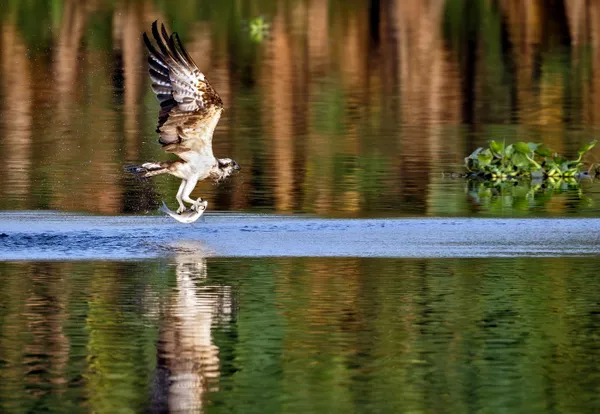 OSPRAY WITH FISH CATCH thumbnail