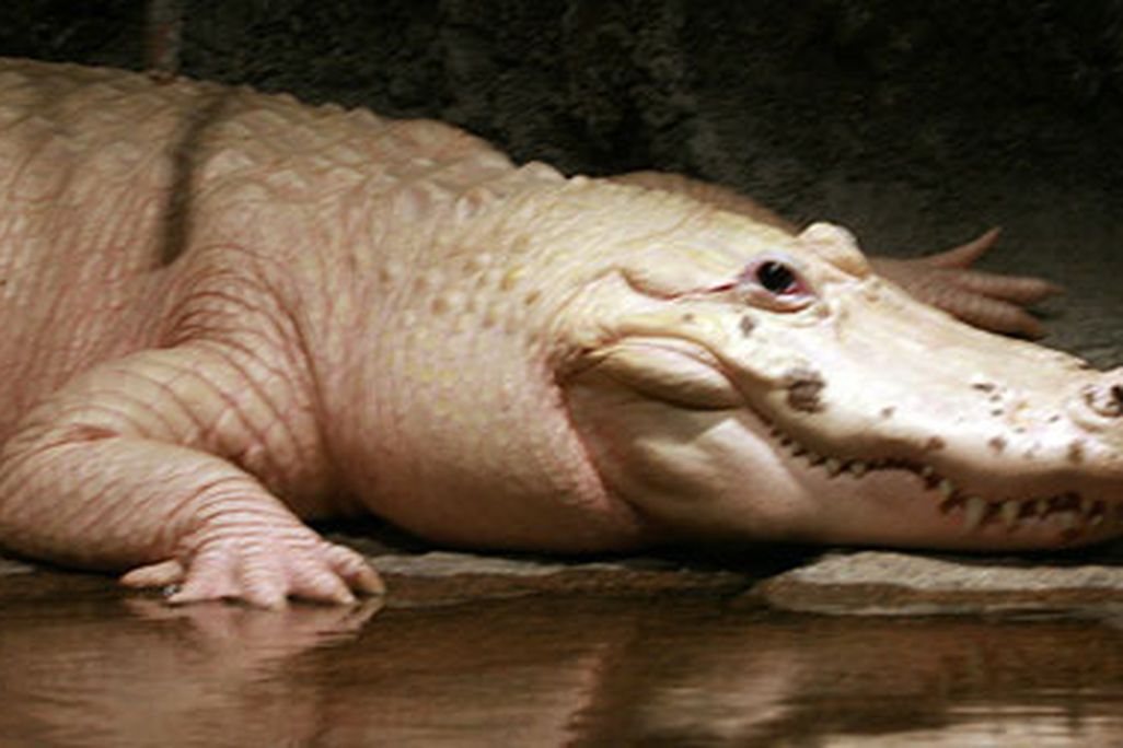 20120221104113albino-alligator-web.jpg