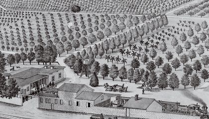 The Bug That Saved California