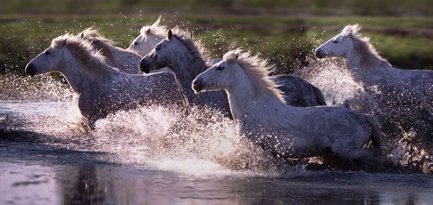 Camargue horses running through water France