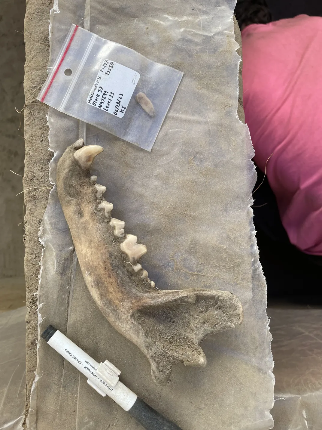 Part of a jawbone with teeth