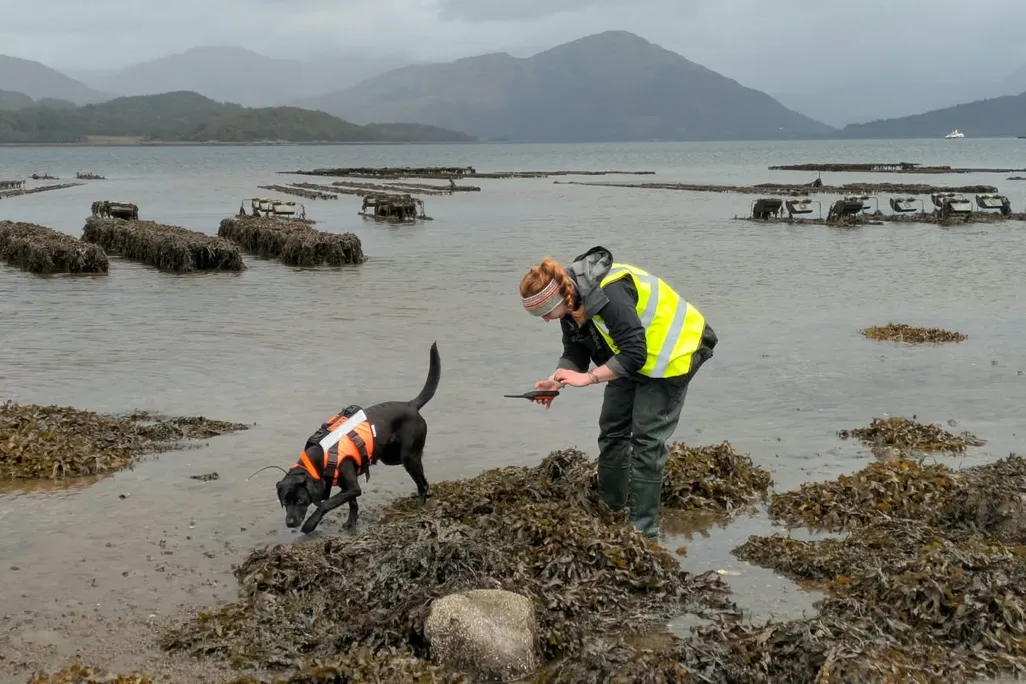 Person walking with a black lab sniffing the beach at low tide