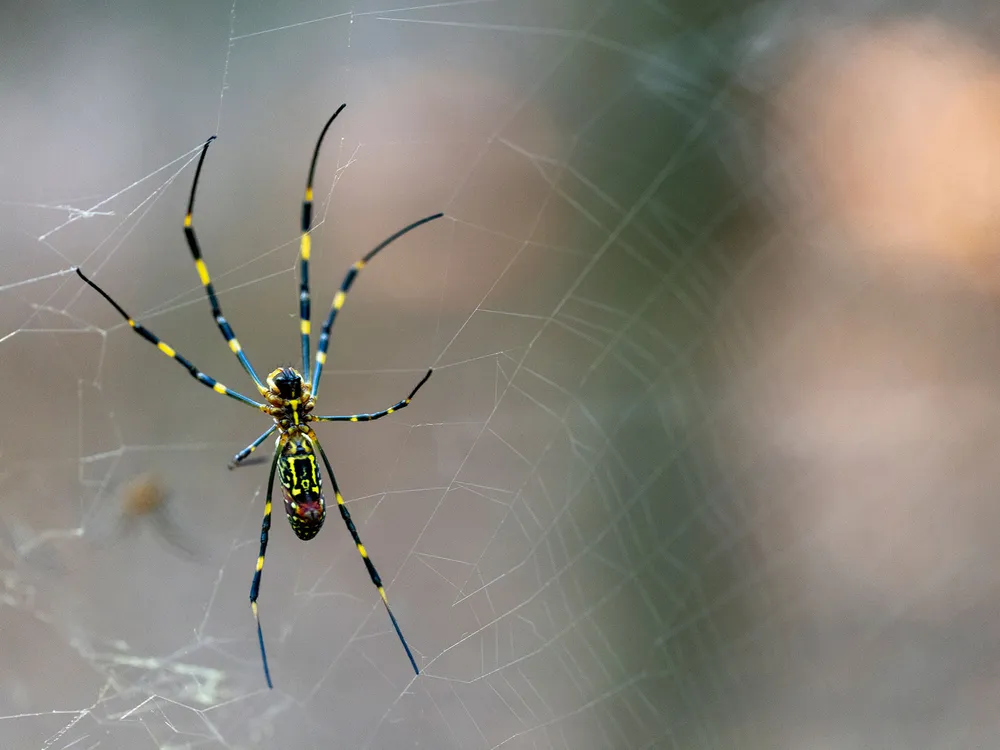 A close-up of a bright yellow and black Joro spider, hanging in its golden web.