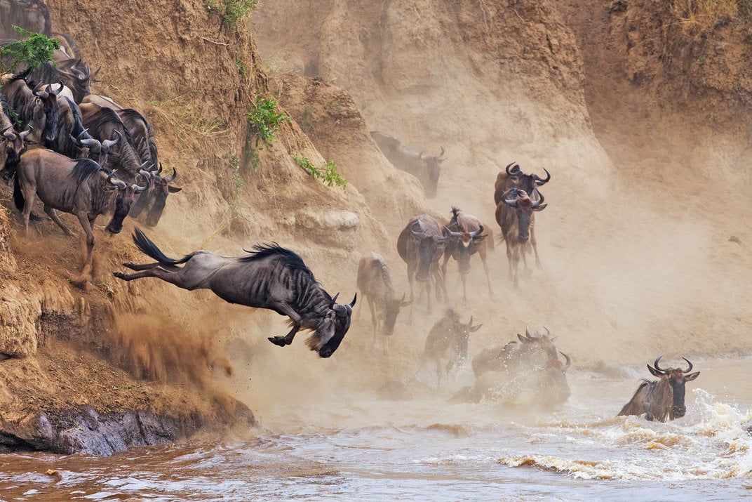 migrating wildebeests