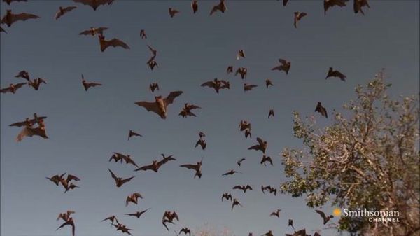 Preview thumbnail for Tracking Bat Colonies With High-Speed Cameras