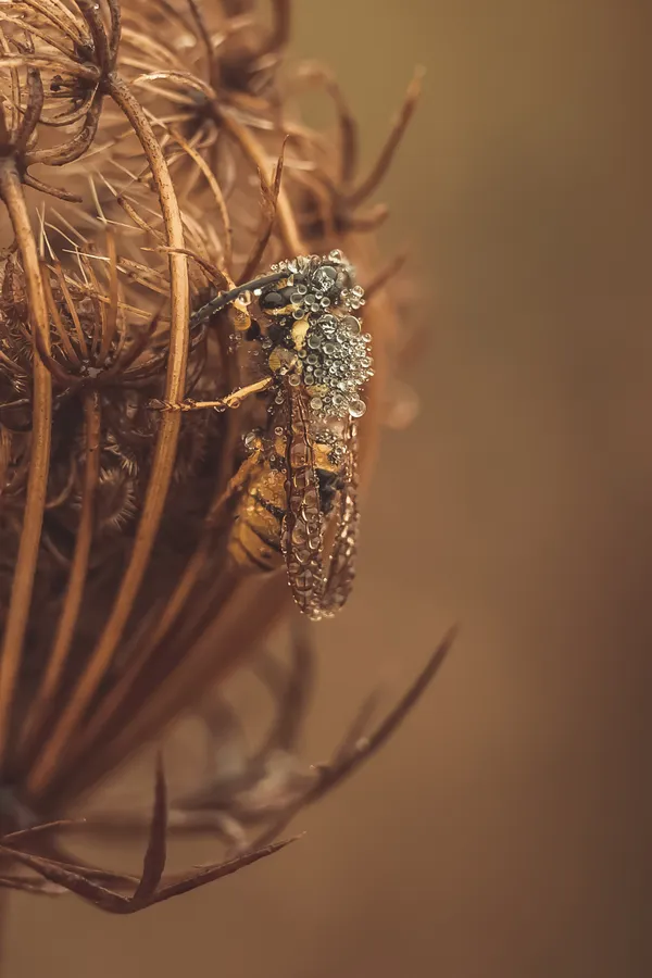 A wasp in the rain thumbnail