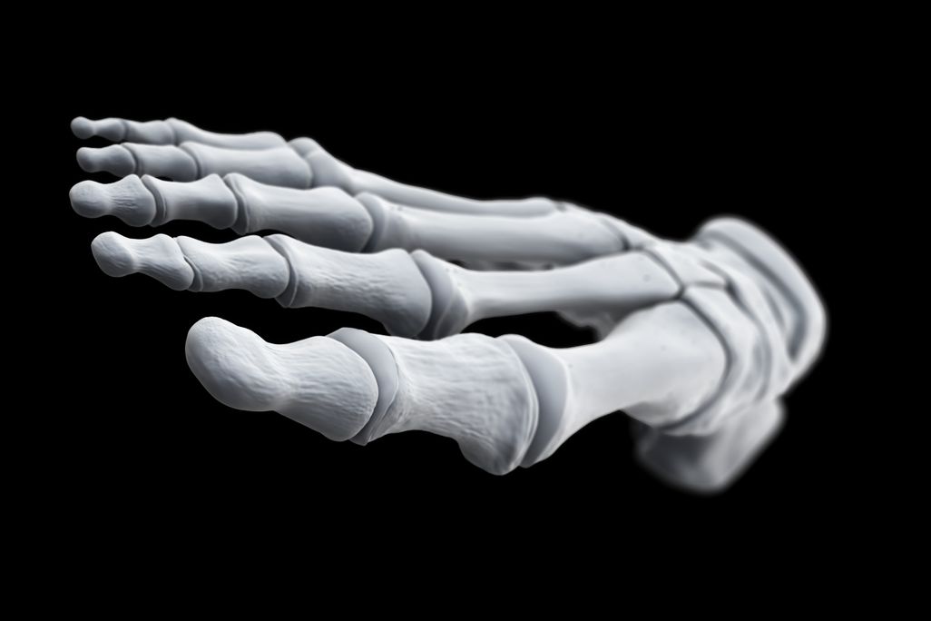 Foot Bones