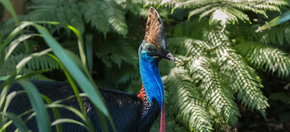  A rare Southern Cassowary in the Daintree Rainforest 