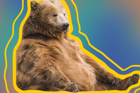 fat bear 3.png
