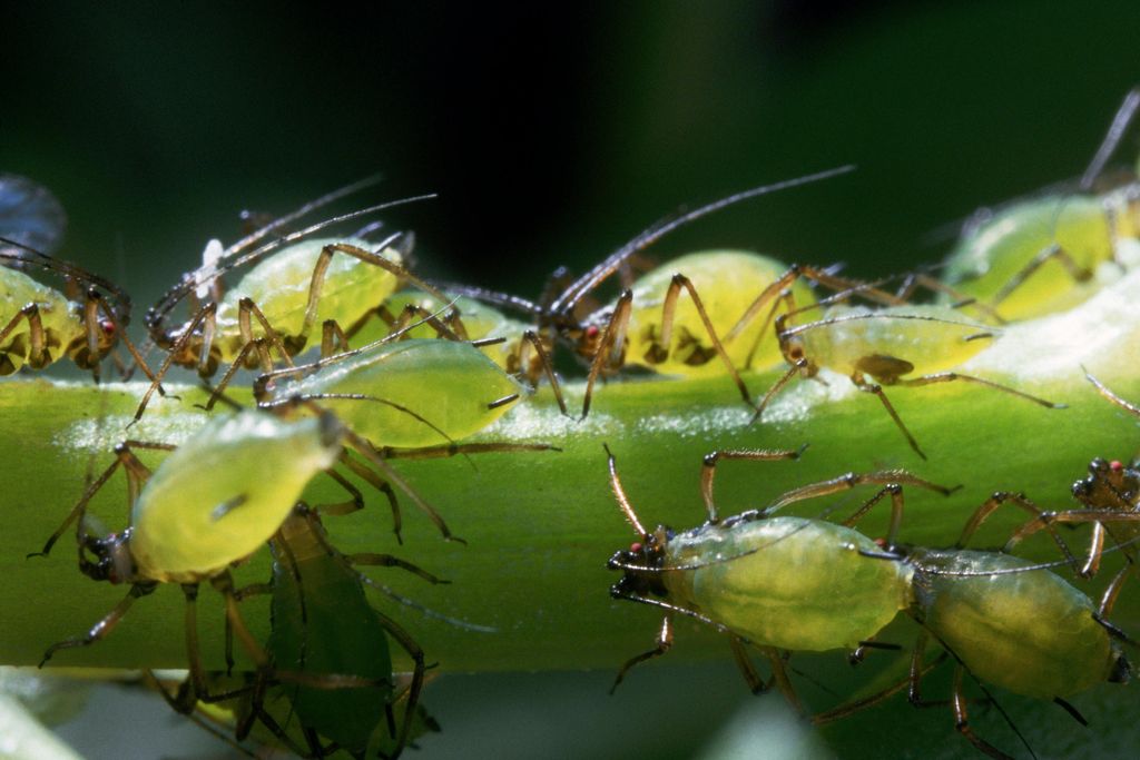 aphids on a stem