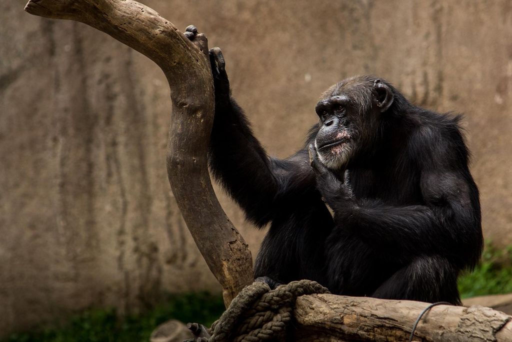 A single chimpanze is sitting near the limb of a tree. One of the chimpanzee's hands rests on the tree, and the other rests under it's chin.