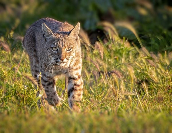 A bobcat stalking prey thumbnail