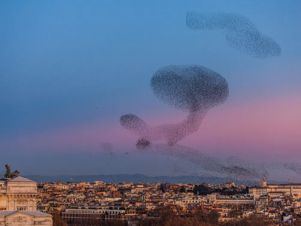 A Cloud of Birds Over Rome