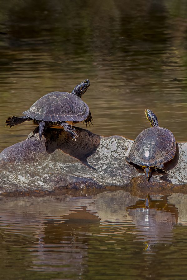 Two turtles on the Eno River thumbnail