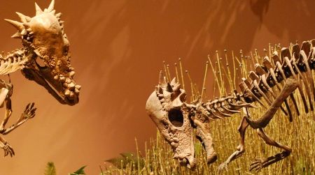 A pair of Pachycephalosaurus face off at the Museum of Ancient Life in Utah.