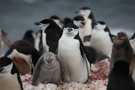 Numbers of these charismatic, blubbery birds have decreased by about half across Antarctica's northwest.